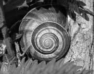 snail-b&w.jpg