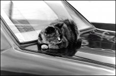Cat on car bonnet Olympus OM1 1993 07-04.jpg