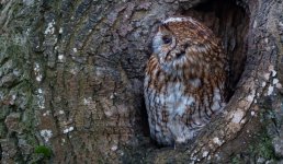 Tawny Owl 10 Feb 24.jpg