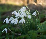 More-Snowdrops.jpg