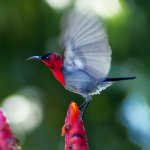 Redbird2.jpg Redbird2.jpg