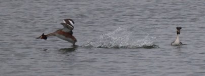IMG_9507_ssc.JPG