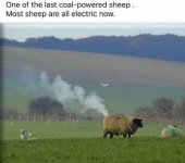 sheep-min.jpg