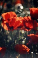 Poppies Contra-Jour_resize_1.jpg