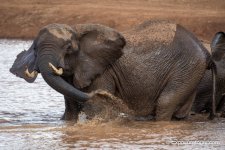 elephants in water_DSC9503.JPG