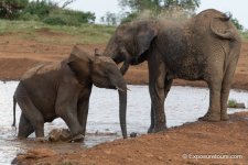 elephants in water__DSC9510.JPG