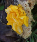 witches_butter_fungus.jpg