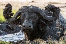 muddy buffalo exposure tours.JPG