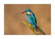 Kingfisher female 1.jpg
