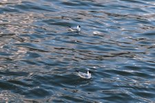 DSCF1511-black-headed-gulls.jpg