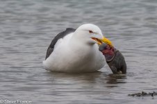 08-03-2024 Gull Eating.jpg