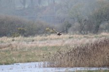 Medeshead Harrier Full.jpg Medeshead Harrier Full.jpg