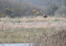 Medeshead Harrier Crop.jpg Medeshead Harrier Crop.jpg