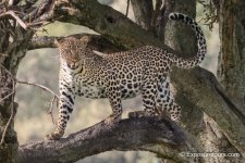 Leopard in tree bryan pereira.JPG
