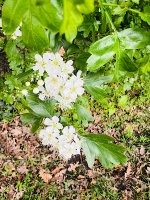 IMG_9892.jpeg
