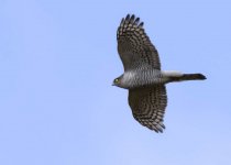  Peregrine falcon 24 March 24.jpg