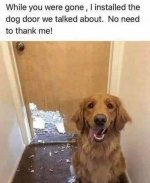 dog door.jpg