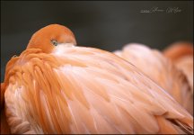 IMG_8411 Flamingo.jpg