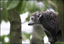 IMG_8286-Lemur.jpg