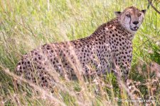 Cheetah in grass photo safari.JPG