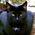Black cat.jpg