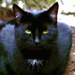 Black cat.jpg Black cat.jpg