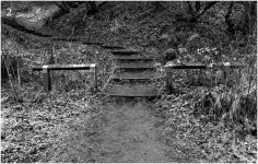 Woodland Steps.jpg