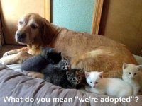 adopt.jpg
