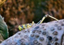 Locust.jpg