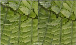 r5-24-105-vs-24-70.jpg r5-24-105-vs-24-70.jpg