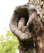 Barred Owl chicks.jpg
