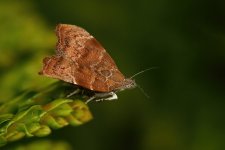 moth41024.jpg