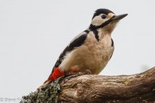 11-04-2024 Great Spotted Woodpecker.jpg