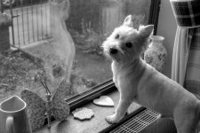 1927_T50_stereo beam splitter-006.JPG