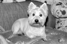 1927_T50_stereo beam splitter-029.JPG