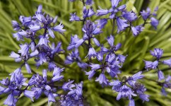 Bluebell Explosion.jpg