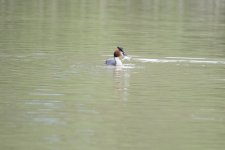 Unprocessed image.jpg