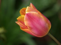 a_pink_tulip.jpg