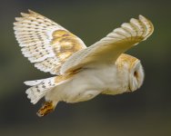 Barn Owl in Flight 16 April 24.jpg