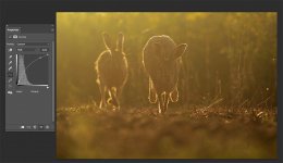 light-hares-TP.jpg