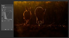 dark-hares-TP-.jpg