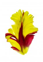 tulip-petal-1-sml.jpg