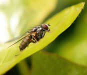 Fly 26.4.24.JPG