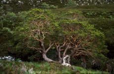 Gleann Bianasdale pine.jpg