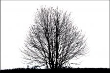 Litho tree DSC02324.JPG