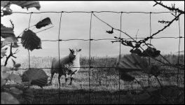 Sheep behind wire fence Olympus OM1 1993 03-33.jpg