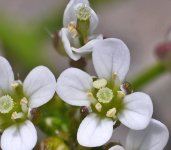 Small white flower 2.JPG