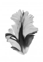 tulip-petal-BW.jpg
