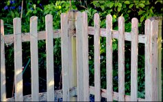 Garden fence in morning sunlight Nikon D600 Tamron 28-300 D60_5059.jpeg