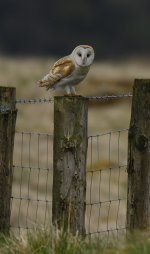 Barn Owl 3 post 05 May 24.jpg
